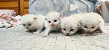 8月10日 运营日记