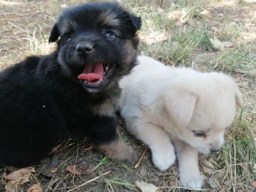 新先锋晓歌，不专业测评。