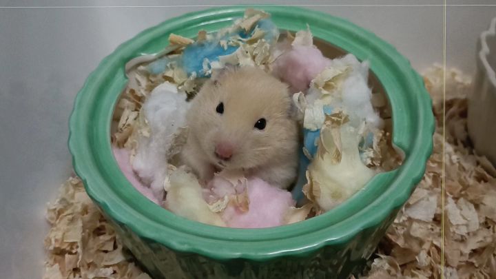 小仓鼠爬秋千截图