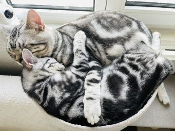 【自家猫】大猪蹄和小白蹄的幸福猫生