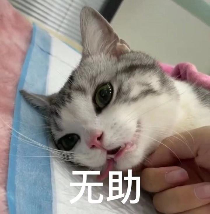 出1v1排位赛截图