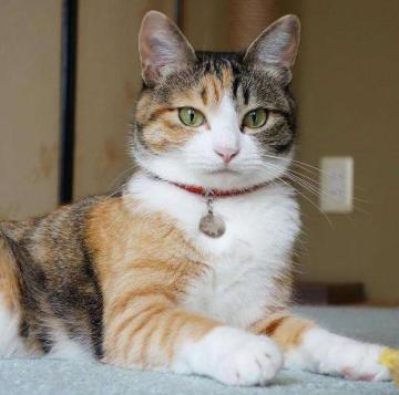 想要养一只猫，你需要先了解它们的习性！