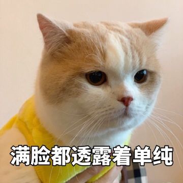 猫咪表达爱你的几种方式？