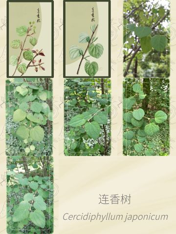 不知道哪天的连香