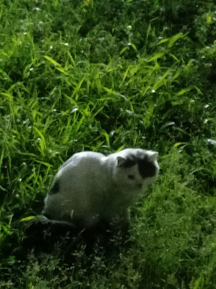 猫与粉笔字截图