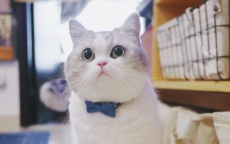 【专武自选】as茜第二战