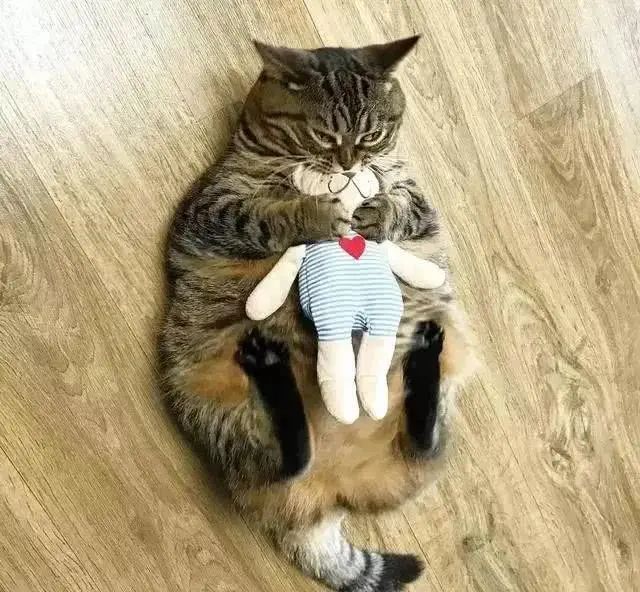 我家饭饭是不是全论坛最胖的猫截图