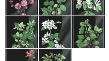 透卡图鉴(春夏秋冬42个树种共84张透卡)