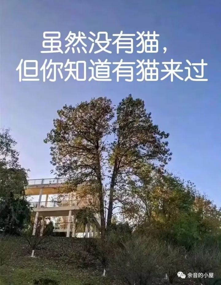 有一只猫,它从天而降截图