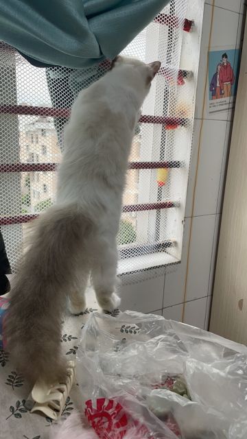 盘点强力的增伤拐！