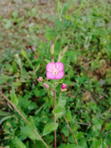 【记录】记我所见，山石草木。