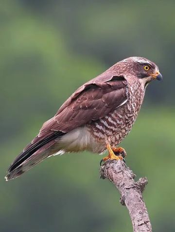 每日动物图分享（六）隼形目