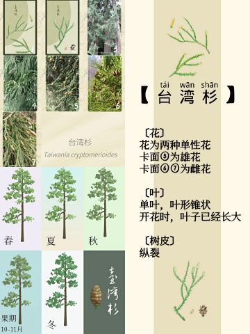 啊嘞今天是台湾杉