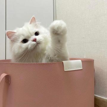 猫咪的一生，如果爱它请善待它