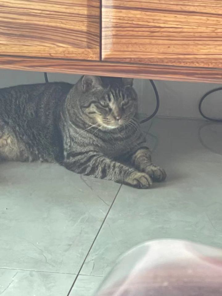 【羁绊】老猫拳截图
