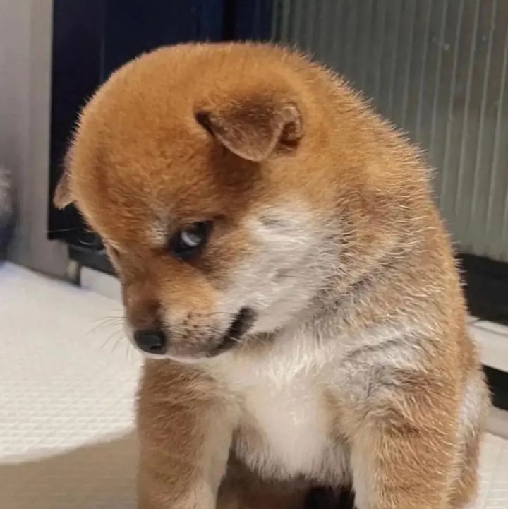 求队友截图