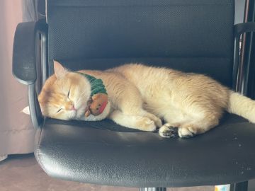 【公告】关于广告闪退问题