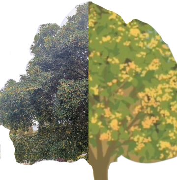 照进现实…在校园找到的一些树