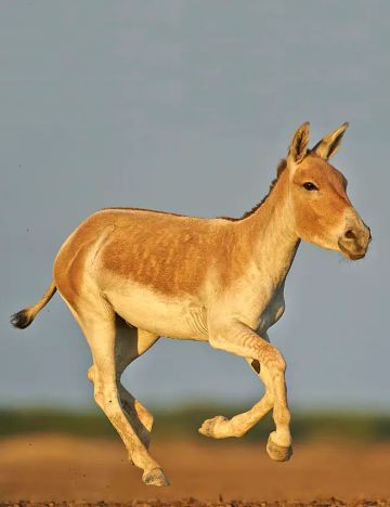 每日动物图分享（五）奇蹄目