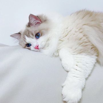 关于对不同派系赛宁剑圣的简要评析（中后期）-氵帖