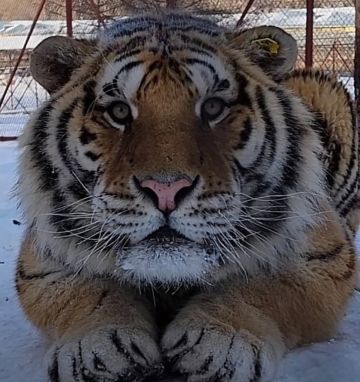 周年庆奖励箱子 有个小技巧忘了说
