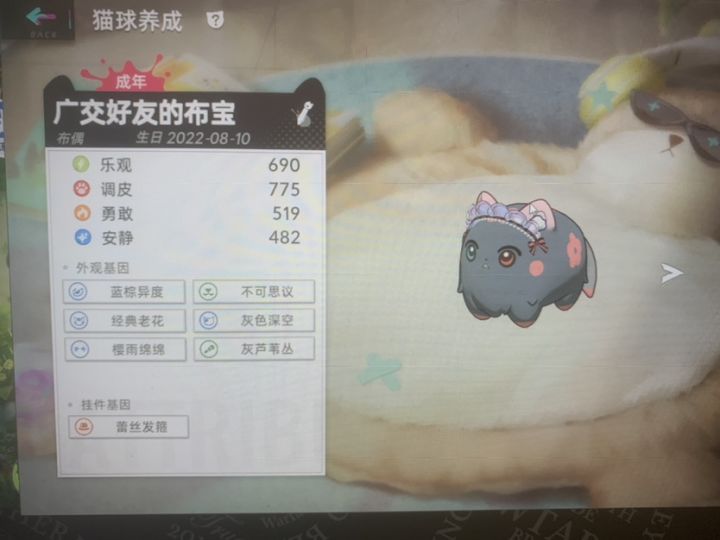 这猫该咋配啊 有没有稳健一点的配法截图