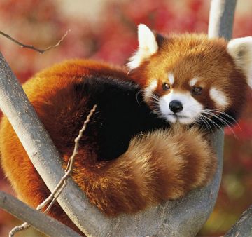 《小熊猫科普帖》