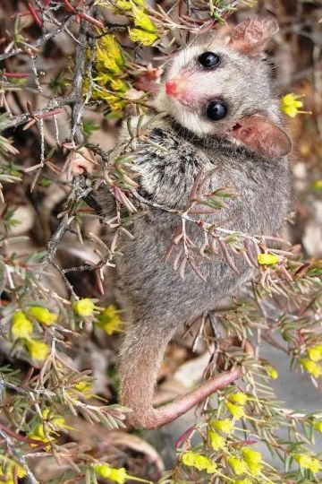 每日动物图分享（二十五）负鼠目