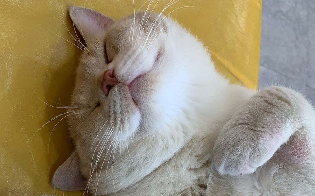 video-2595501
