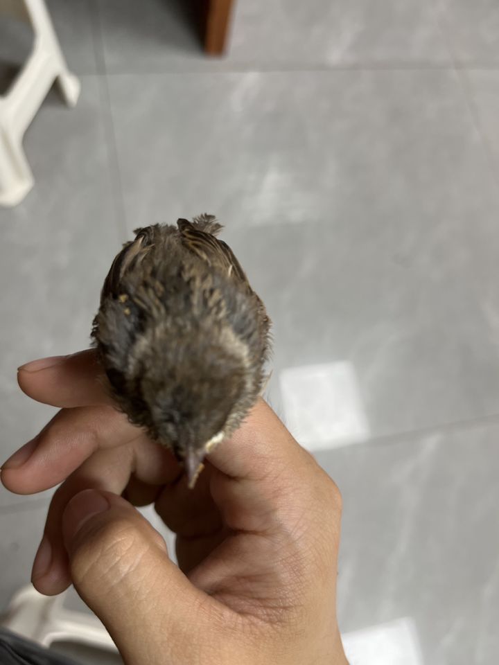 我这个新飞高高怎么样截图