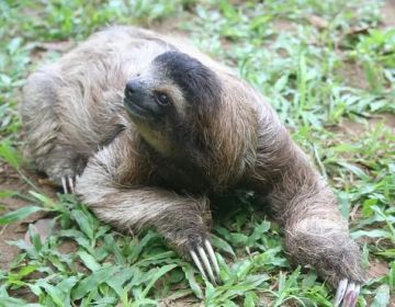 每日动物图分享（三十九）披毛目