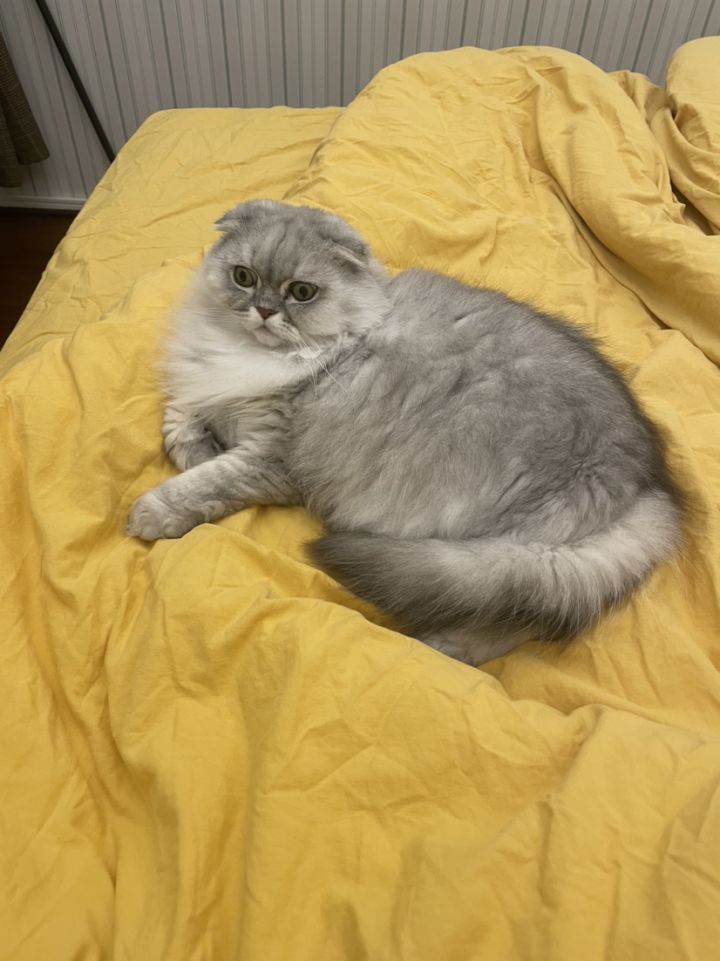 家里的猫终于肯陪我睡觉了！截图
