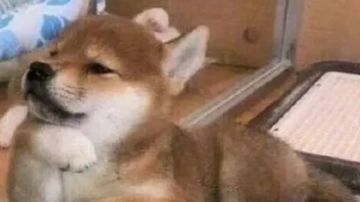 【更新后六国状态测评】作用没太大变化，有没有可能部分回档？