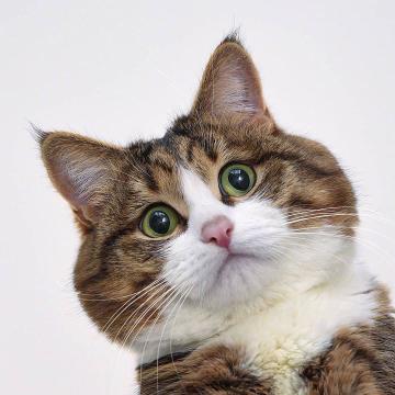 猫咪的情绪不仅在脸上，更在尾巴上