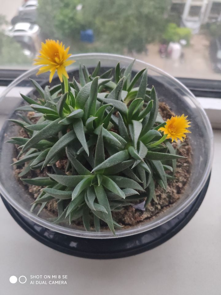 罕见多肉植物开花照片截图