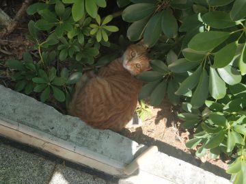 关于地图腐化和血腥