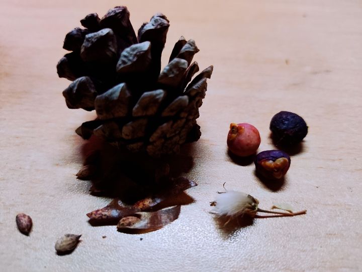 秋日屯屯鼠——蒲公英算吗截图