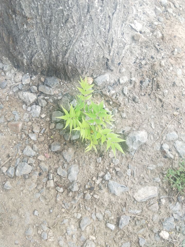 发现野生龙骨草截图