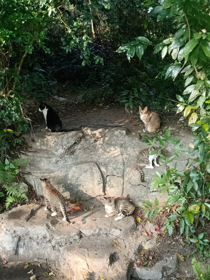 公园长猫啦截图