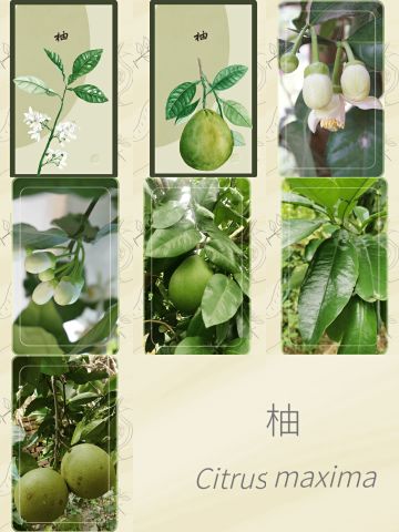 秋季普通树种卡面集合