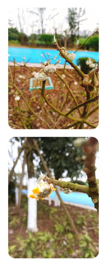 🌸山花照坞复烧溪，树树枝枝尽可迷🌸