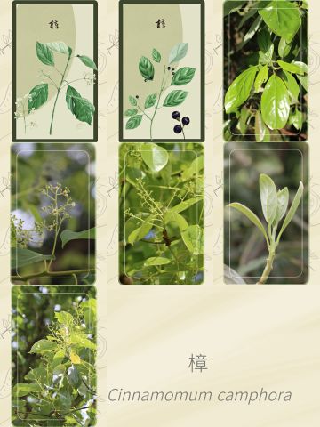 冬季普通树种卡面集合