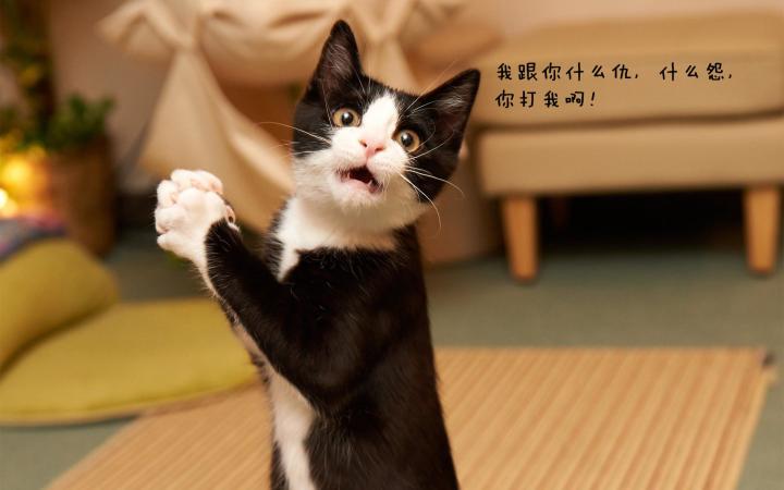 我是谁？我在哪？发生了什么？我们有什么仇？截图