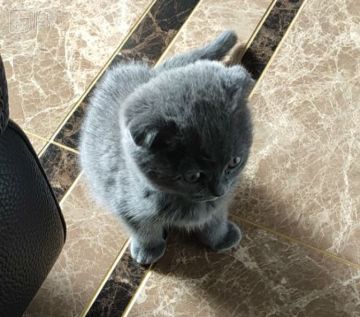 【白夜谈】养猫记