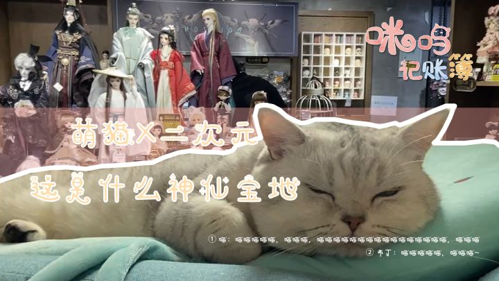 第二期<咪呜爱心公益>:迎驾,流浪萌猫们来啦~截图