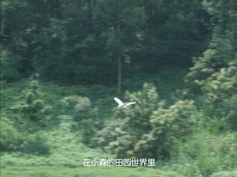 video-2189357