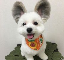 【不定时更新帖】狗狗叨B叨系列——第1期