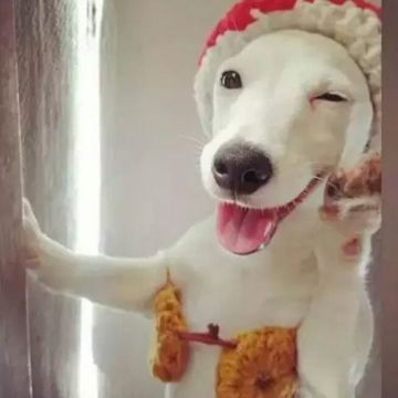 说！这是不是你最爱的狗子！