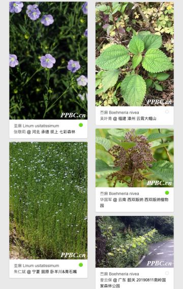 🍀 苎麻的苎，你会念吗？