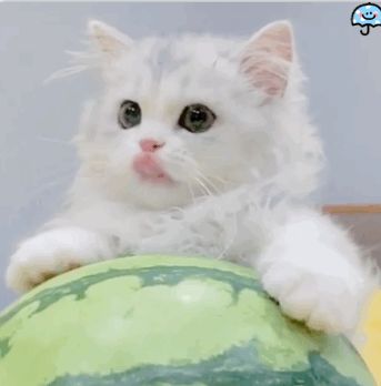 【表情包专栏】喵喵是怎么过夏天的呢？
